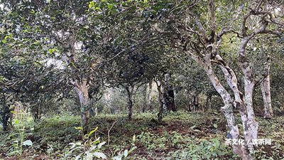 勐海普洱生茶特點介紹：圖片、大全、和勐海生普洱茶的特點