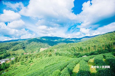 紫魁茶葉多少錢？熟悉紫魁茶的味道和種類，普洱紫魁是其中之一。