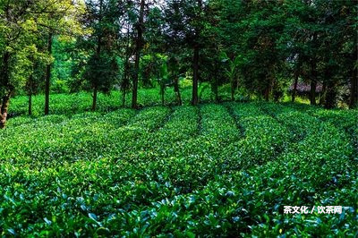 普洱高桿茶簡介及價格：熟悉高桿普洱茶的特點與意義