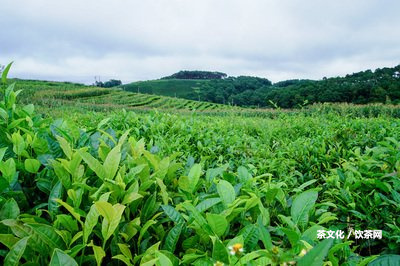 浙江熟普洱茶招商電話及市場情況