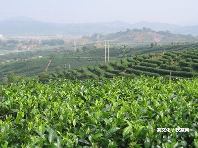 土林牌普洱茶價(jià)錢及精品餅茶，熟悉云南土林普洱茶價(jià)格一斤