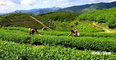 普洱熟茶哪種好喝推薦？品牌和知乎推薦最佳！