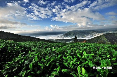 普洱茶發(fā)霉是什么味道及外觀？