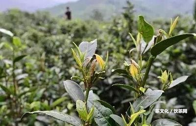 普洱茶和雞蛋能一起吃嗎？早餐、寶寶、配搭詳解