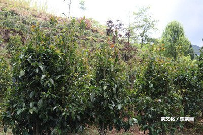 普洱茶樹(shù)種植條件及請(qǐng)求