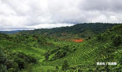 西藏可以喝茶嗎？最新消息：西藏能喝茶葉泡茶嗎？