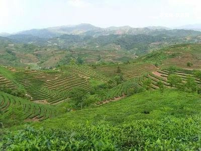 日照普洱茶餅招商電話：號碼、地址、詳情！