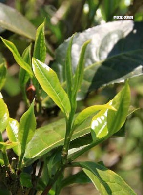 普洱熟茶第幾泡才能喝？最佳泡法和時(shí)間！