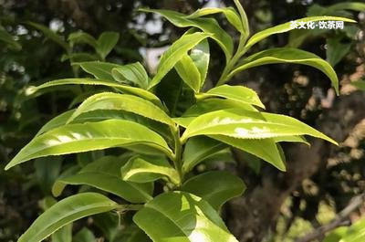 普洱茶有農(nóng)藥嗎？喝普洱茶是不是安全？