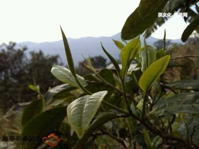 普洱茶假的是什么樣的「普洱茶假的是什么樣的圖片」