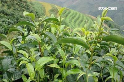 存普洱茶的意義：好處、升值空間、意義何在？