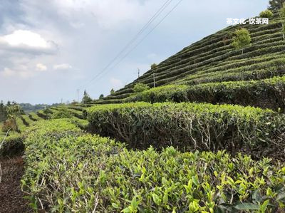 茶葉視頻抖音普洱茶是真的嗎？揭秘抖音上的茶葉視頻！