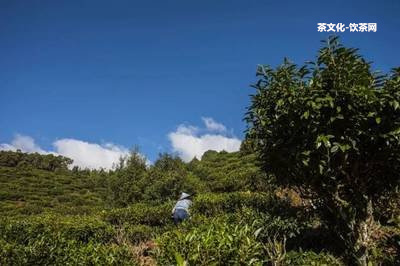 普洱茶的水性分析圖及水分含量解析