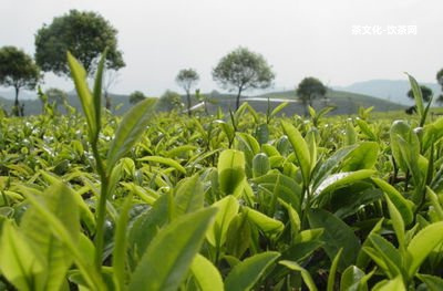 普洱茶山的特點(diǎn)是什么意思？普洱茶的六大茶山特點(diǎn)介紹。