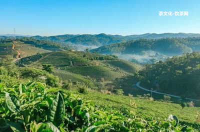 普洱茶威脅分析表最新消息及圖片