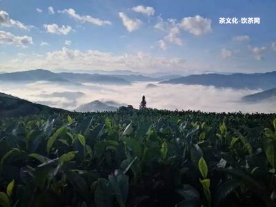 普洱茶餅擺件的作用與功效，詳解！