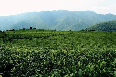 普洱茶會便秘嗎？怎樣正確飲用普洱茶避免便秘？起因何在？