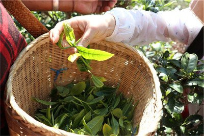 普洱茶金花的功效、禁忌及圖片 - 普洱茶金花有何功效與作用及禁忌，附圖解析