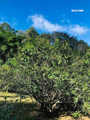 普洱茶餅是怎樣壓制的原理及過(guò)程