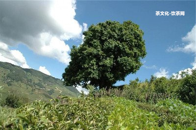 普洱藏茶書電子版及相關(guān)藏家普洱茶推薦