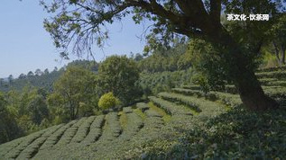 普洱茶碎銀子對(duì)身體有什么好處和壞處，功效及作用