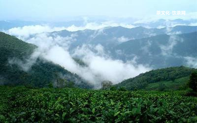 普洱茶怎樣存放記住這三點(diǎn)讓你存出好普洱! 保持干燥通風(fēng)，避免異味作用，定期晾曬除濕。