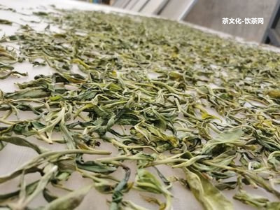 白鶯山古樹茶2022年價格及圖片大全，品種特色詳解