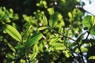 普洱茶的栽培與養(yǎng)護(hù)論文：種植技術(shù)及方法