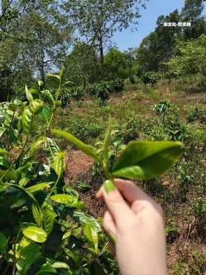 憶江南普洱茶是什么檔次，價格多少？