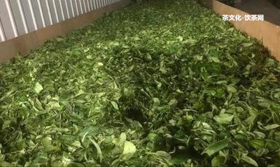 陳年普洱茶怎樣洗茶？洗茶葉和茶垢需要幾遍？