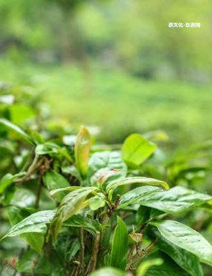 中老年喝普洱茶的功效與禁忌：癥狀、留意事、好處、副作用