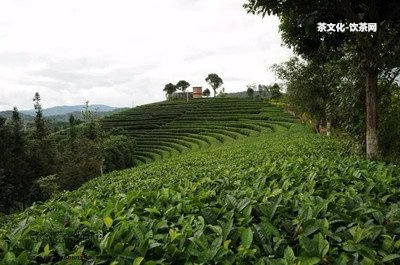 普洱茶怎么泡更好喝：正確方法和技巧，包含熟茶，讓你享受更美味的普洱。