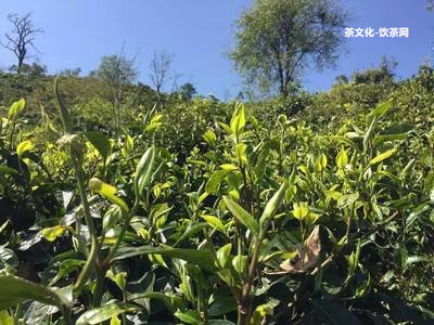 普洱熟茶第幾泡才能喝？最佳泡法和時(shí)間！