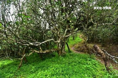 普洱茶功效傳圖片高清大全 - 關(guān)于普洱茶的功效，這里提供高清大圖。