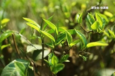 普洱茶燜黃工藝的缺點(diǎn)及不足