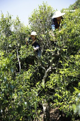 普洱茶有樹枝或茶梗是正常嗎？解析普洱茶里的樹枝、茶梗、小樹枝及茶葉品質(zhì)疑問