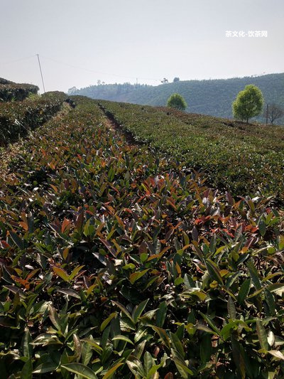 什么叫普洱茶的功效與作用及禁忌？普洱茶是什么茶？怎么喝更養(yǎng)生？