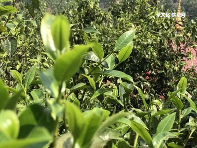 花普洱茶好喝嗎？怎樣正確泡制？有哪些作用？