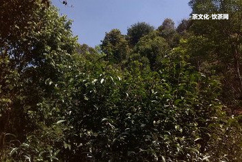 種植普洱茶的地方叫什么？普洱茶在哪里種植？