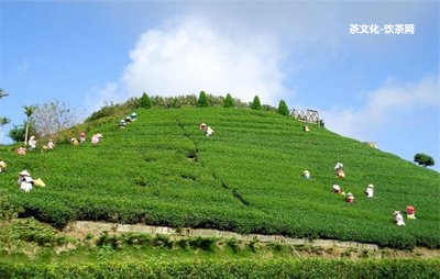 普洱茶怎樣分辨色素含量高低及好壞？