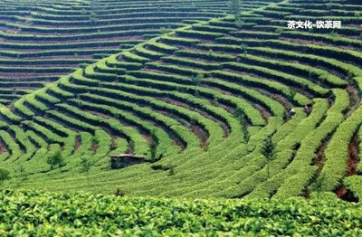 忙麓山有什么茶？口感怎樣？屬于哪個茶區(qū)？古樹茶價格是多少？