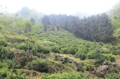 普洱綠雀古茶廠家地址及熟茶2005，版納綠雀普洱茶