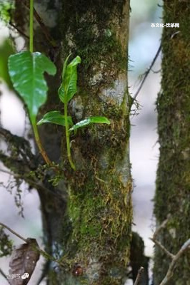 勐谷普洱熟茶價(jià)格表及圖片 - 勐谷茶葉