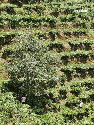 潮州熟普洱茶加盟費(fèi)多少？價(jià)錢一斤多少？