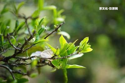 普洱茶用什么樹枝泡比較好喝？