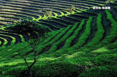 云南古樹滇紅是什么茶及其特點、好處和功效