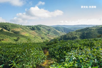 普洱生茶轉(zhuǎn)化過(guò)程圖片大全及詳解