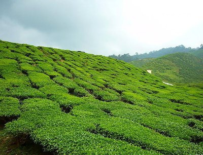 普洱茶在云南的哪里生產(chǎn)？