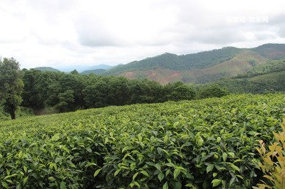 白鶯山普洱茶口感特點及產(chǎn)地介紹