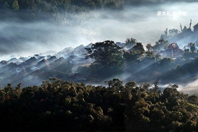 萬畝普洱茶圖片大全大圖及價格欣